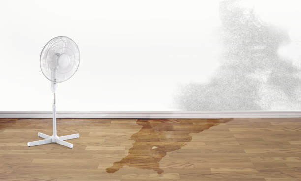 Best Water damage cleanup near me  in Melwood, MD